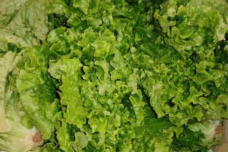 AB Salades Batavia Blonde