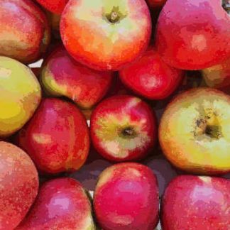 AB Pommes Elstar
