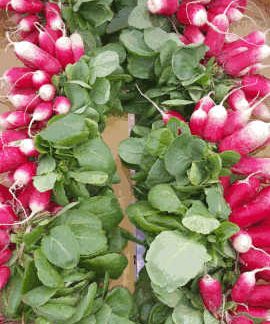 AB Radis Rose