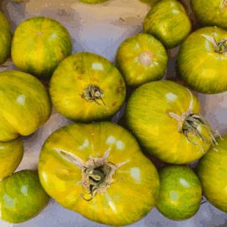 AB Tomates Vertes Zebra