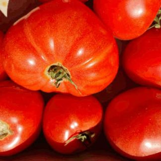 AB Tomates Cœur de bœuf