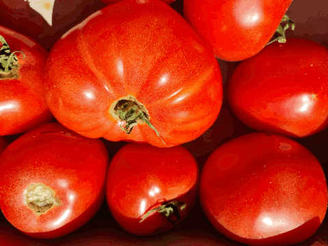 AB Tomates Cœur de bœuf