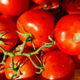 AB Tomates Grappes