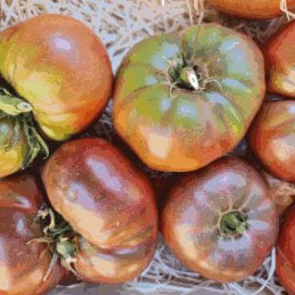 AB Tomates Noire de Crimée