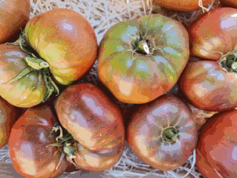 AB Tomates Noire de Crimée