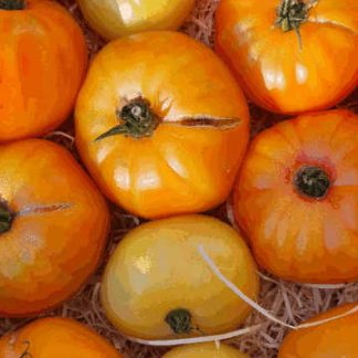 AB Tomates Ananas