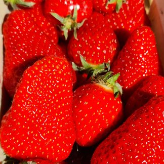 AB Fraises France 1Kg