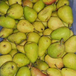 AB Poires Xenia